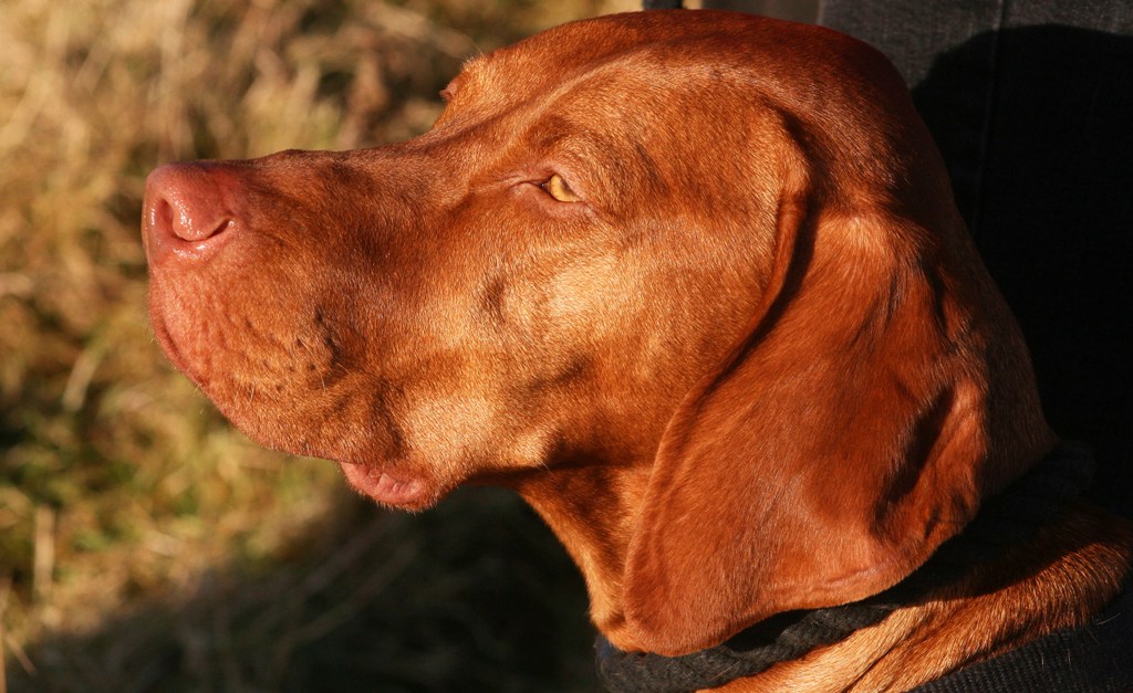 Dog Boarding in Southern Scotland Lammermuir Gundogs